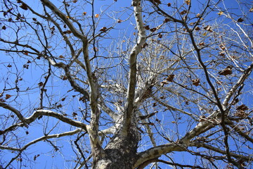 Canvas Print - Sycamore Tree