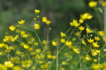 Close-up Of Yellow Flowering Plants On Field