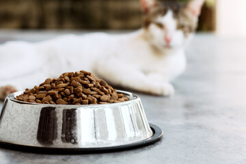 selective focus cup of cat food with a feline on background. animal croquettes concept.