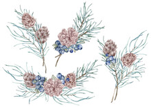 Watercolor Set Of Pine Branches And Cones With Blue Berries, Needles On The White Background, Decorative Botanical Illustration For Design, Christmas Plants. New Year's Cards