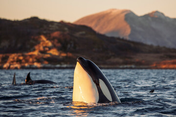 orcas outside tromsø, norway. photo: marius fiskum