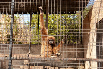 Small chimpanzee in a cage of a zoo