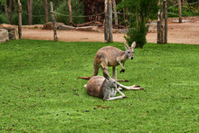 The Kangaroo Is A Marsupial From The Family Macropodidae. In Common Use The Term Is Used To Describe The Largest Species From This Family, The Red Kangaroo, As Well As The Antilopine Kangaroo, Eastern