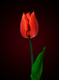 Fototapeta Tulipany - Close-up view of a red tulip with leaves isolated on red background with copy space, natural spring flower tulips