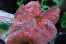 Water Droplets On Caladium Leaves In The Garden
