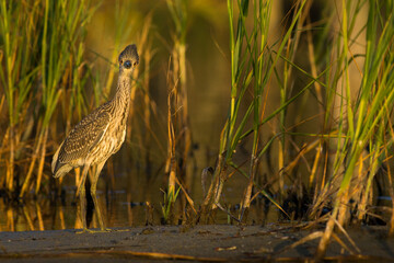 green heron looking inquisitively