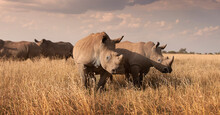 Two Of The Last Three Northern White Rhinos On Earth.