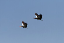 Spur-winged Geese In Flight