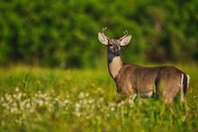 Deer Standing In A Field