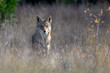 coyote (Canis latrans) standing in tall prairie grass