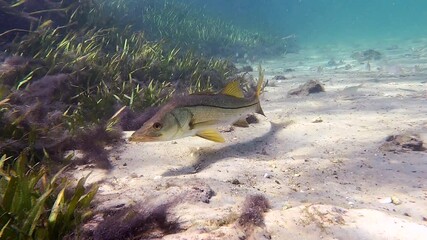 Wall Mural - A lone Snook (Centropomus undecimalis) rests in the warm waters of a central Florida spring after a cold night.