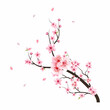 Watercolor cherry blossom vector. Pink sakura flower background. Cherry blossom flower blooming vector. Cherry blossom branch with sakura. Watercolor cherry bud falling. Sakura on white background.