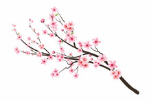 Pink Sakura Flower Background. Watercolor Cherry Bud. Cherry Blossom Flower Blooming Vector. Sakura On White Background. Watercolor Cherry Blossom Vector. Cherry Blossom Branch With Sakura Flower.