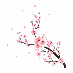 watercolor cherry blossom vector. pink sakura flower background. cherry blossom flower blooming vect