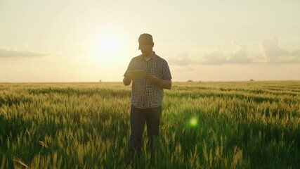 Wall Mural - farmer with tablet working in field with green wheat, growing cereal crops on farm, agriculture, business agronomist in rural land, soil planted with rye, young ears of wheat harvest, seed production