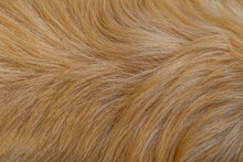Brown Dog Fur Texture Close-up Beautiful Abstract Fur Background