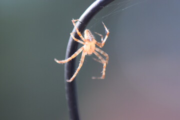 spider on a leaf