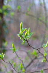 Wall Mural - green leaves on a branch