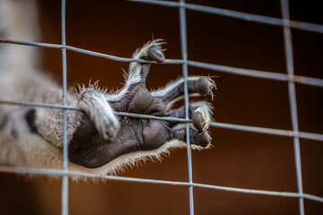 Lemur behind a cage at the zoo. Close-up of the foot. Zoo