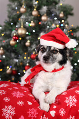 Beautiful little black and white Dog in a Santa hat lies on a red pillow under the Christmas tree. Christmas, holidays concept. Dog in a red hat close up. Pets. Animal care. New Year's card. Winter