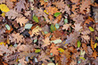 Fallen oak leaves in autumn