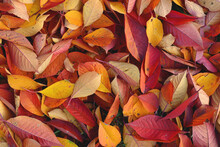 Background Of Autumn Red And Yellow Leaves