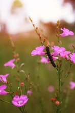 Caterpillar Sunset Pink Wildflower