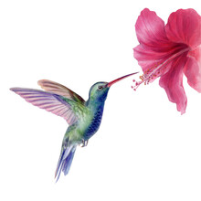 Hummingbird Drinks Nectar From A Large Red Flower, Mixed Media Illustration