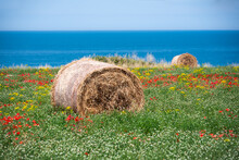Field Of Colorful Wild Flowers And Hay Bales By A Sea Coast, Beautiful Summer Rural Landscape