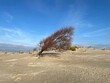 Ein vom Wind gebogener Baum ohne Blätter steht im Herbst am Nordbad der Insel Borkum.
