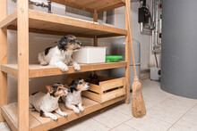 Cute Three Small Purebred Crazy Jack Russell Terrier Dogs Lie Well Behaved In A Shelf