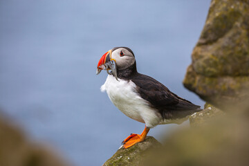 Wall Mural - Puffin of the Faroe Islands