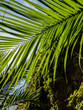 Zielone tropikalne liście 