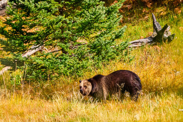 Grizzly bear searches for food on a Autumn day in Yellowstone National Park