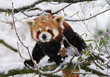 kleiner Panda im Schnee, Zoo Zürich