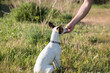 Perro de pura raza (ratonero bodeguero andaluz), sentado en el campo, recibe un premio de la mano de su dueño