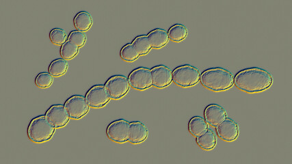 Sticker - Leuconostoc bacteria, 3D illustration