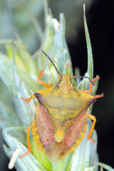 Poster - The shield bug Carpocoris fuscispinus macro. An insect resting on a stalk of cereal.