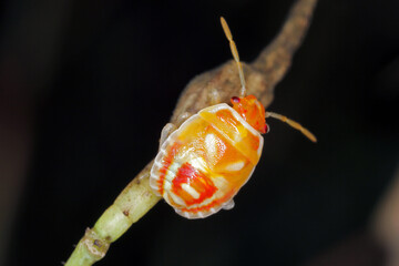 Poster - Young larva of Eurygaster maura is a species of true bugs or shield-backed bugs belonging to the family Scutelleridae. It is a common pest of cereals.