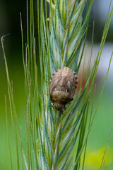 Poster - Eurygaster maura is a species of true bugs or shield-backed bugs belonging to the family Scutelleridae. It is a common pest of cereals.