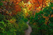 Autumn Trail In The Woods