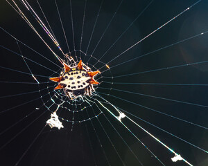 Wall Mural - Spiny Orb Weaver Web Glow In Light