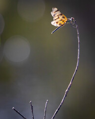 Wall Mural - Dragonfly on a small stick