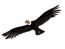 Illustration Of Condor Isolated In Flight