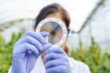 Crop Specialist Examining Pill With Magnifier