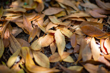 Background Of Yellow Autumn Leaves Out Of Focus. Autumn Theme.