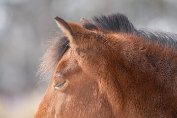 Wall Mural - A profile view of a chestnut brown horse with a long black mane. The animal's ears are pointing upwards and its eyes are closed. The animal's hair has a red tint as the sun shines on its face. 