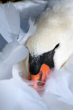 Close Up Of A Swan's Face Buried In Its Feathers.