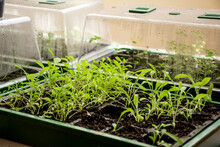 Grow Seedlings In A Seed Trays In A Mini Green House At Home. Grow Your Own Garden At Home. Vegetables, Herbs Or Flowers