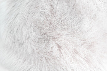 Wall Mural - White dog fur with black line patterns  smooth soft texture on background